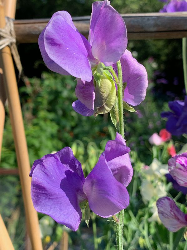 Sweet Peas.