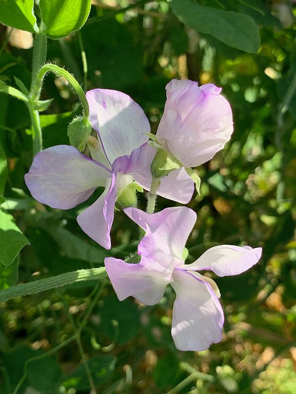 Sweet Peas.