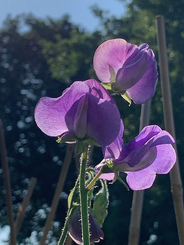 Sweet Peas.