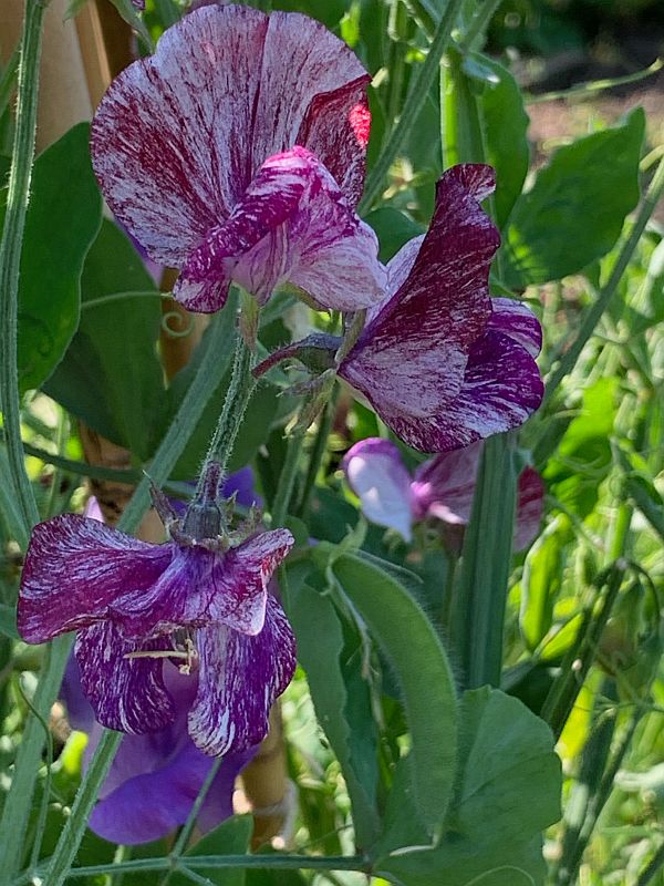 Sweet Peas.