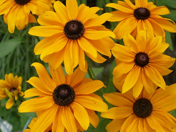 Rudbeckias will flower soon and continue for weeks. They are wonderful cut flowers (last year's picture).