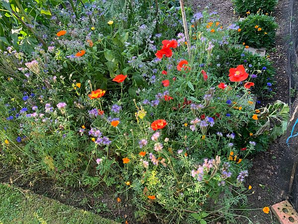 Queen Victoria’s wildflower extravaganza. Beautiful, and buzzing with insects.