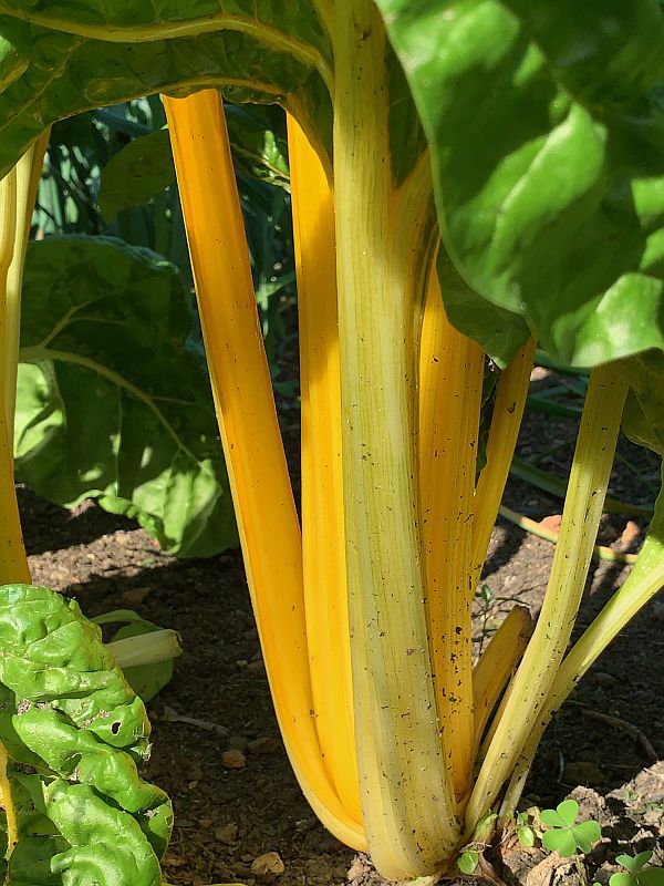 King Crispin's Rainbow Chard.