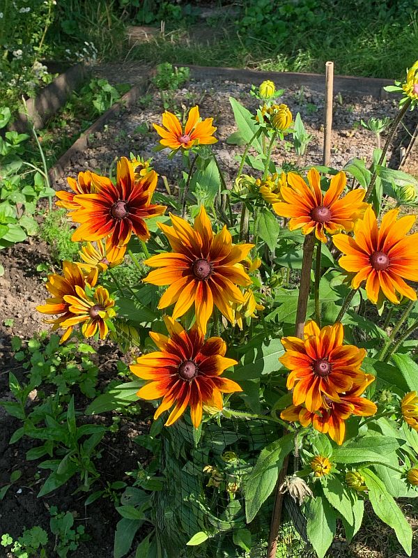 Stuart’s Rudbeckias.