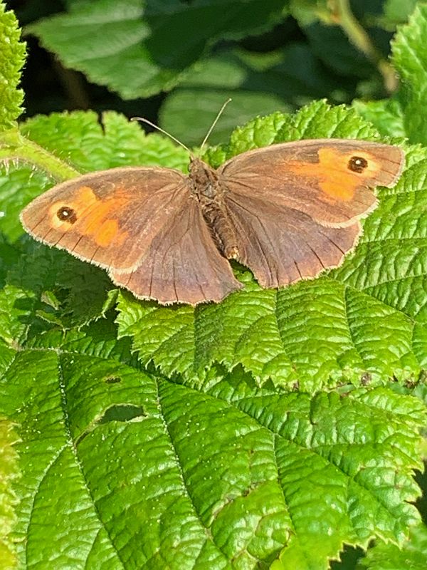 Meadow Brown Butterfly.