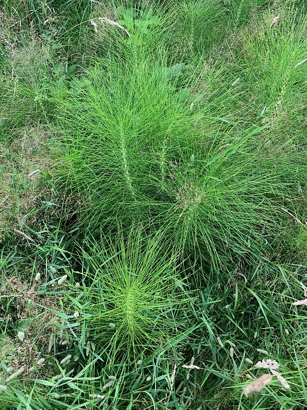Great Horsetail.