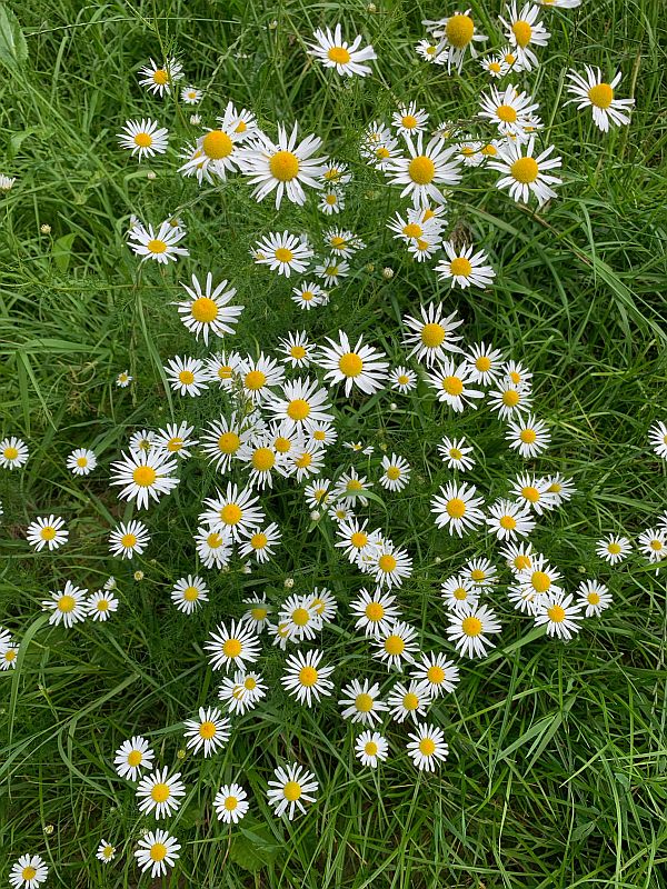 Scentless Mayweed.