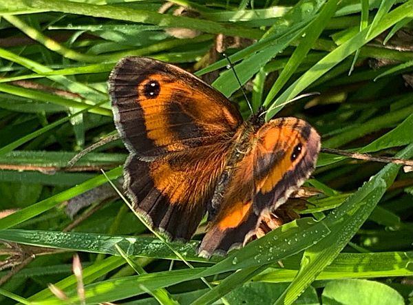 Gatekeeper Butterfly.