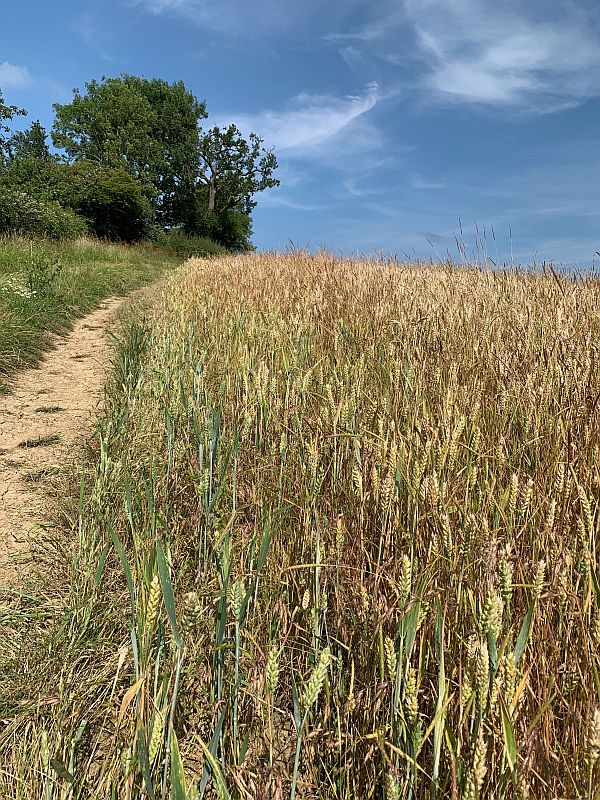 Looking up the hill with the path on the left and corn field to the right.