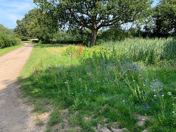 Wildflowers by a roadside.