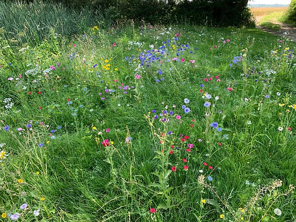 Wildflowers.