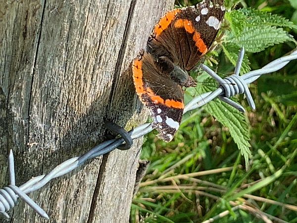 Red Admiral.