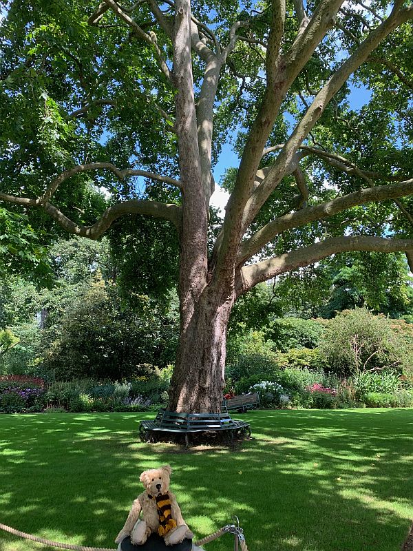 Bertie sat on a rope fence in front of a Plane tree, which has a circular metal seat around it.