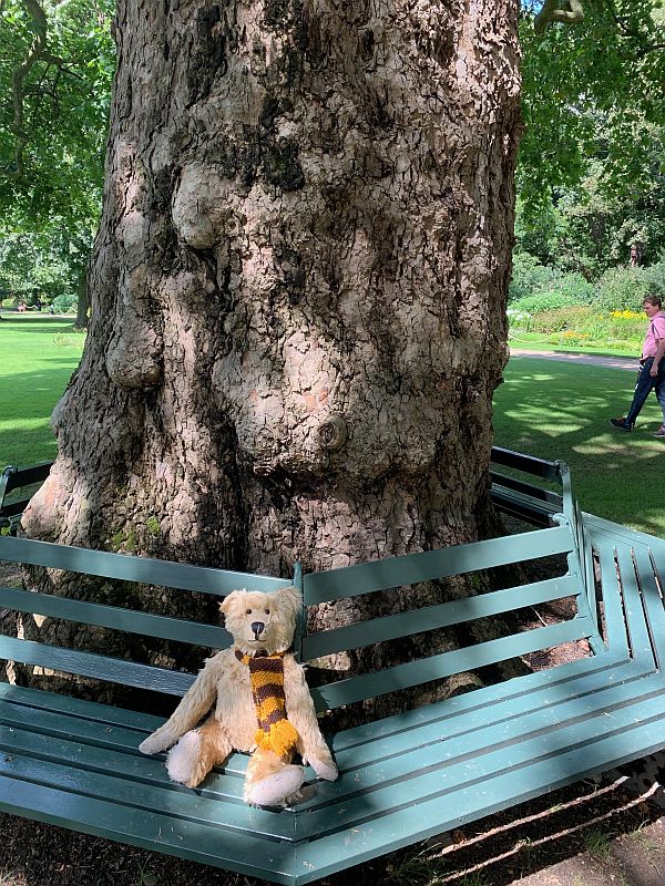 Close-up of Bertie sat on the metal seat around the tree.