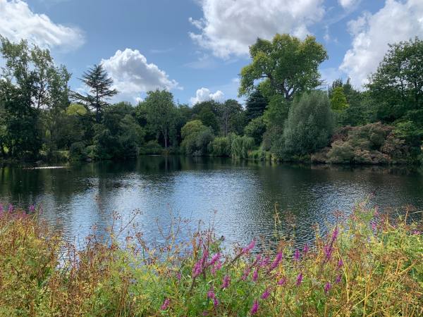 Lake surrounded by big trees at the back and wild flowers in the foreground.