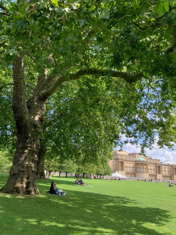 A tree with Buckingham Palace in the background.
