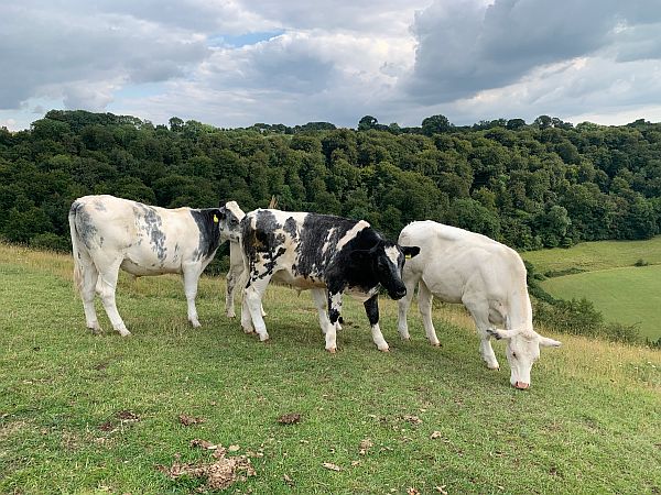 Three cows on Swift's Hill.