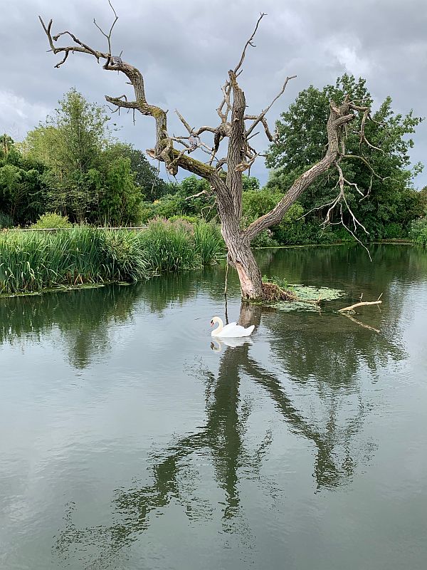 A Swan swimming in a lake with the stump of a dead tree standing in it.