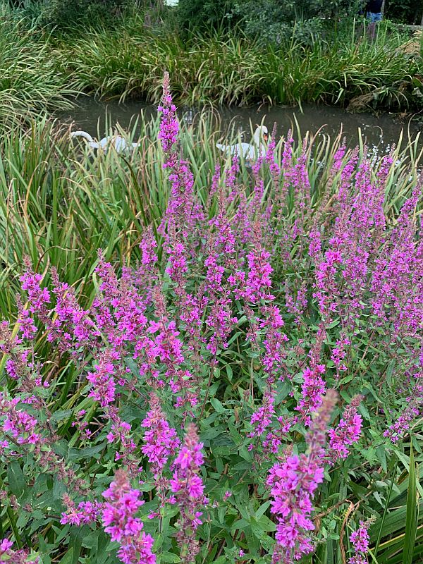 Purple wetland flowers.
