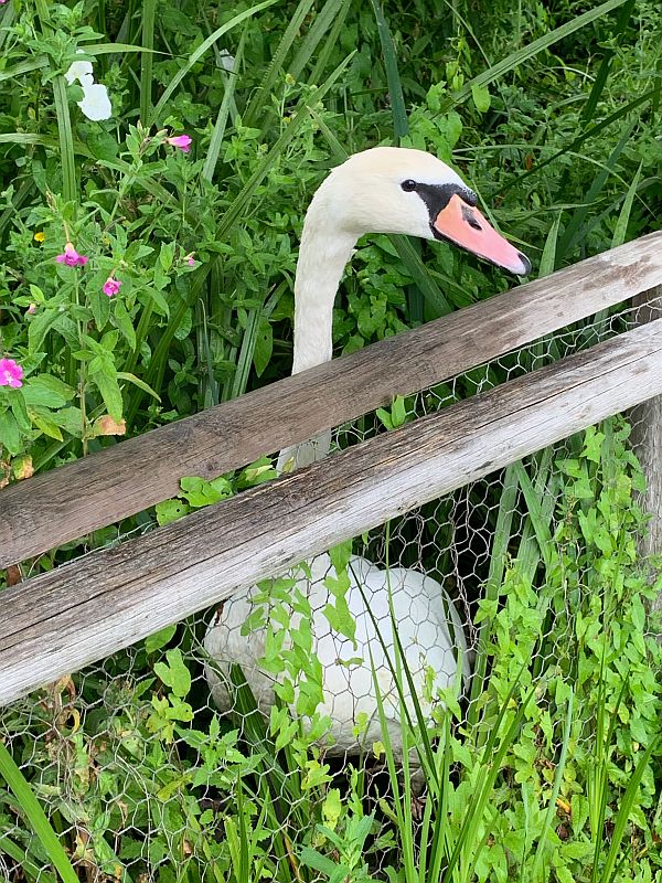 Swan sitting behind a fence.