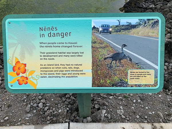 Sign about Nenes in Danger.