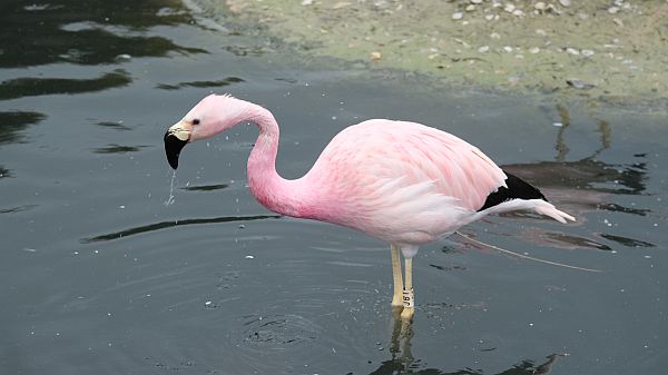 Flamingo