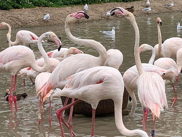 Flamingos.