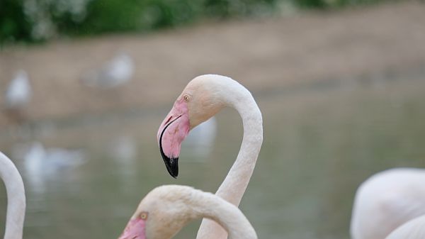 Close up of a Flamingo's bill.