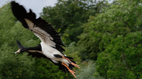 Part of a flying display at the show.