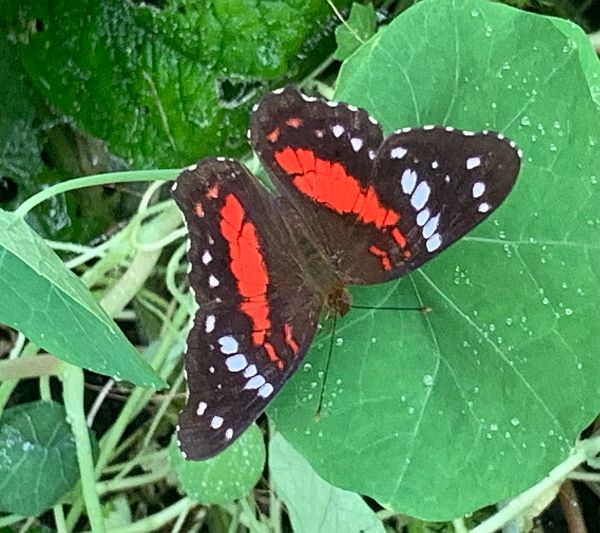 Red Admiral