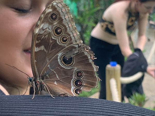 Butterfly/