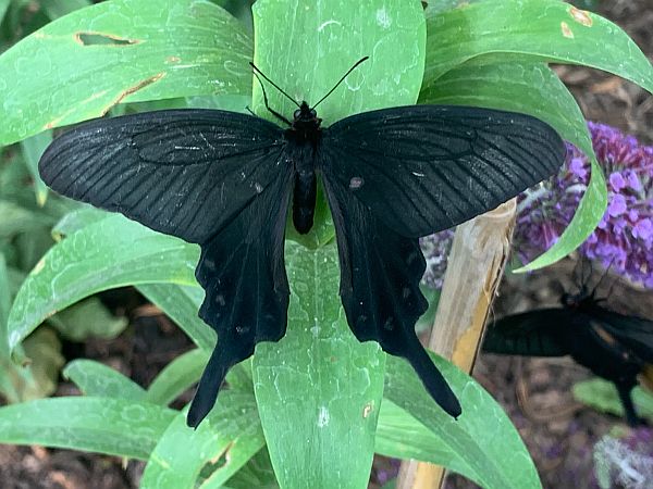 Black Butterfly.