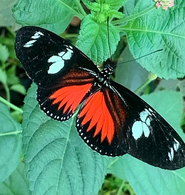 Butterfly.