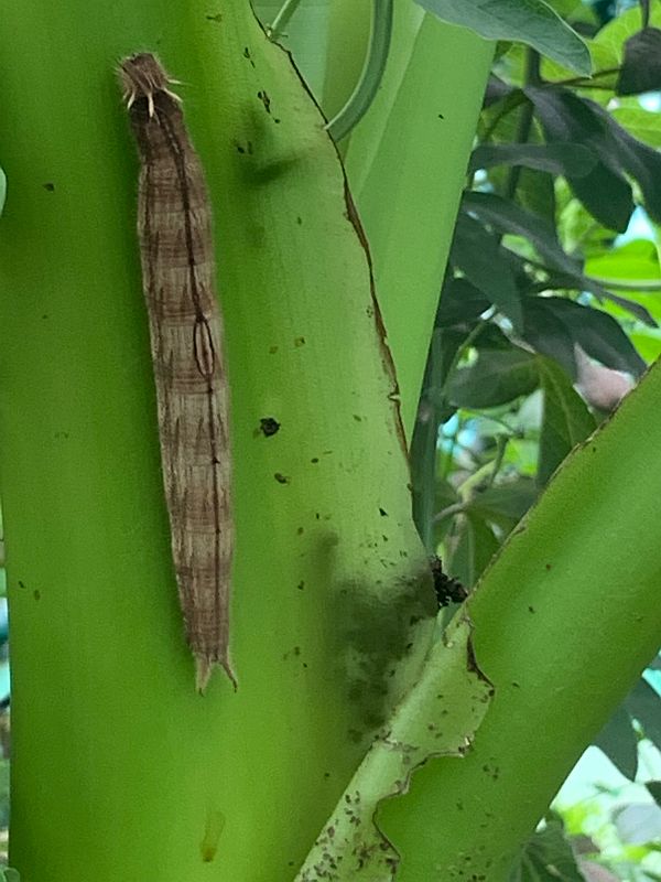 Big Caterpillar.