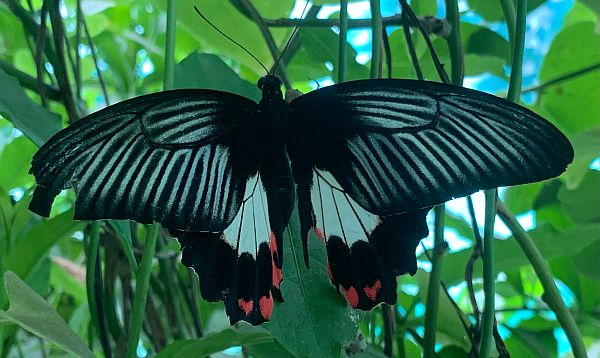 Black, translucent Butterfly.