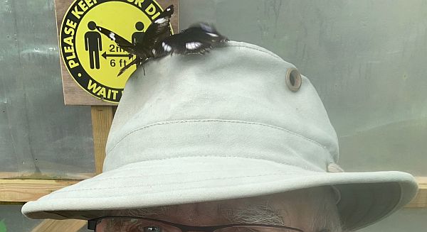 Two Butterflies on Bobby's hat.