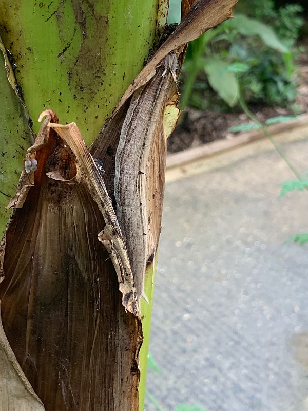 Caterpiller camouflaged on a bit of dead leaf.