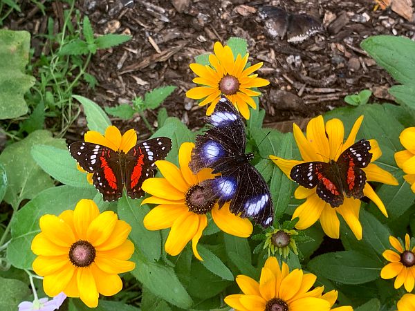 Rudbeckias with three Butterflies on them.