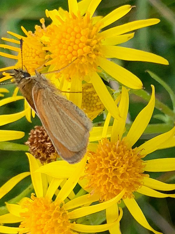 Skipper Butterfly.