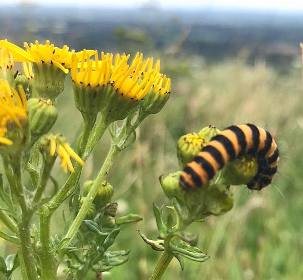 And here is a Striped Caterpillar feeding on its favourite food plant. Ragwort. The Cinnabar Moth.