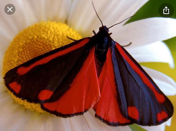 Cinnabar Moth. (Library)