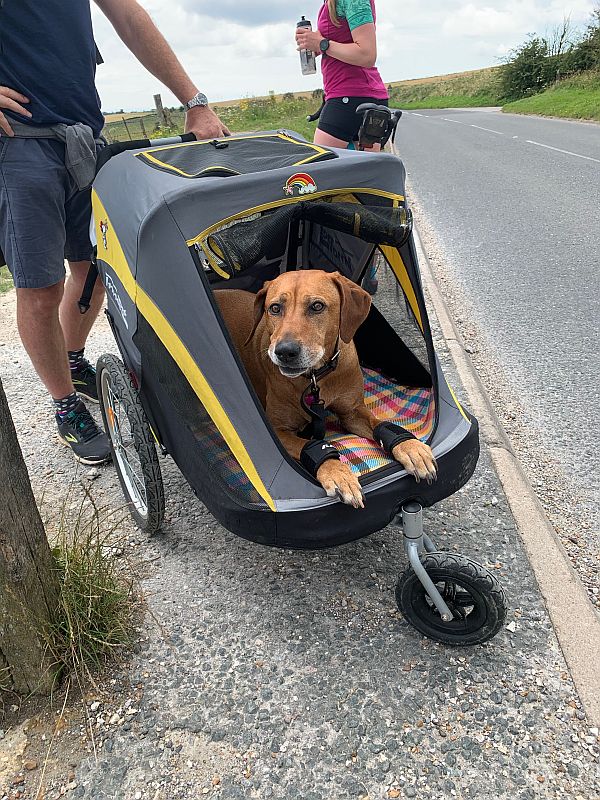 Peppa the dog in her trike.