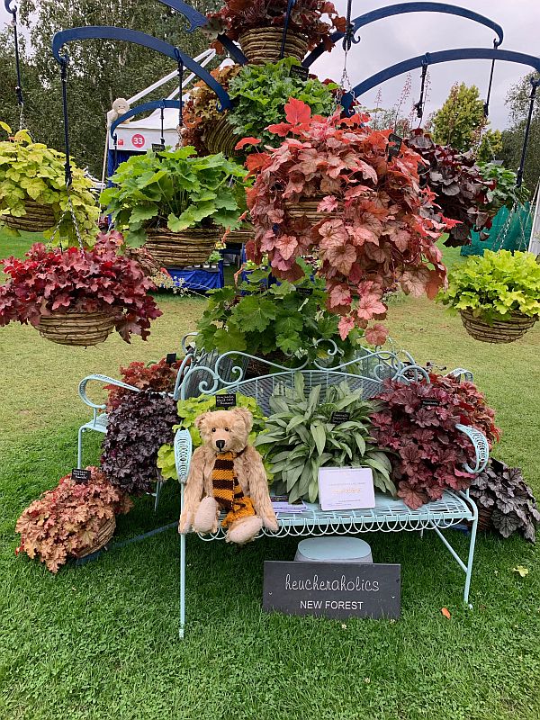 Bertie in front of the Heucheras.