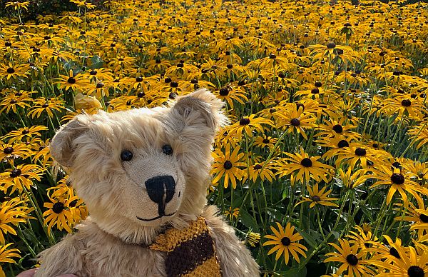 Bertie in the yellow flowers.