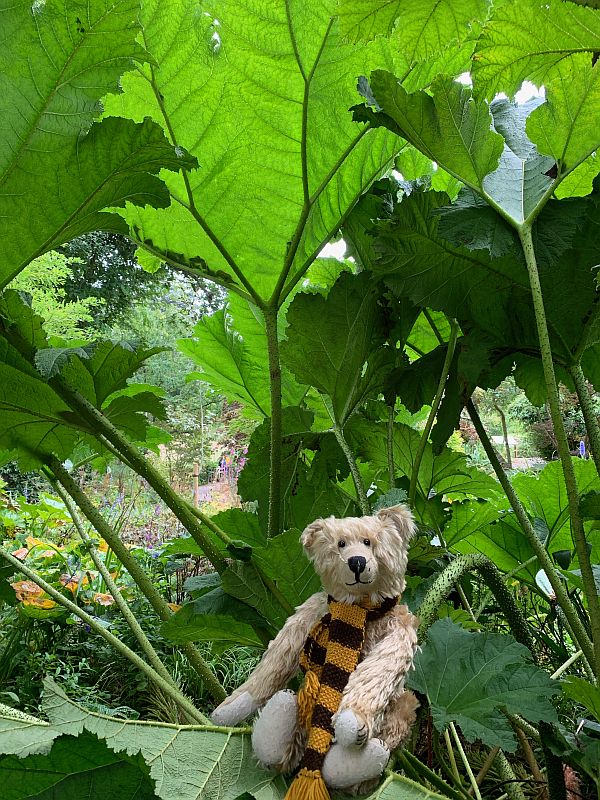 Bertie in the Giant Rhubarb.