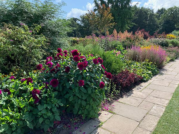 Deep red Dahlias at Wisley.