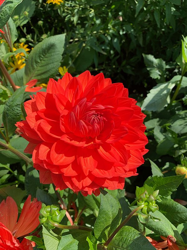 Red Dahlia, Wisley Gardens.