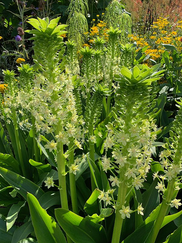 Flowers, Wisley Gardens.