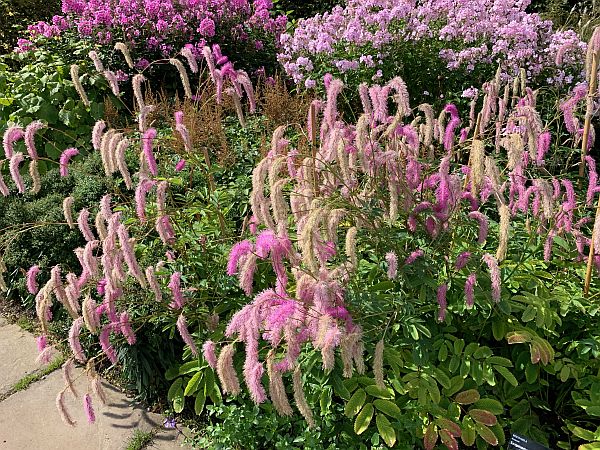 Flowers, Wisley Gardens.