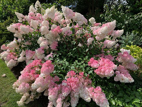 Flowers, Wisley Gardens.